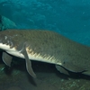 不思議な肺魚の世界