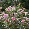 🌹京成バラ園　秋薔薇が満開です❗️