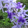 ペトレアの花