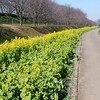 菜の花にニコニコ💕