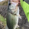 春の琵琶湖 バス釣り