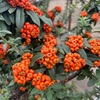 （紹介：植物）JR新大久保駅近くで見かけたオレンジ色のトキワサンザシを紹介します