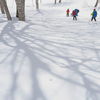 陽が差して　ブナの枝の影が雪面に広がりました