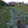 虫取りと米ぬか発酵液の葉面散布