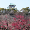 大阪城公園の梅とメジロ