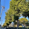 きなこ、同期を見つける
