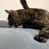 ふゆもちかづきしんいりも増える。
