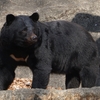 それでも私はコンプリートを目指す。　多摩動物公園その２