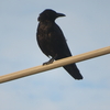 分かりますか？烏と鳶