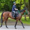 １６日の検疫で函館競馬場（西園翔厩舎）へ帰厩しています。☆アッシュフォード