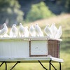 水瓶座20度サビアンシンボル:A LARGE WHITE DOVE BEARING A MESSAGE（大きな白い鳩が伝言をもたらす）