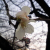 []桜も咲いたし