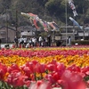 羽村市のチューリップまつり