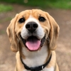 人と犬との繋がり❤️新しい日常🙌🏻