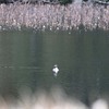 カンムリカイツブリの繁殖羽