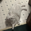 エル嬢宅ねこちゃん侵入事件