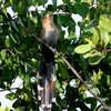 ベリーズ　自宅庭に来る野鳥たち