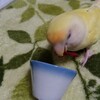 インコに唐辛子は大丈夫！？：あの辛い唐辛子を食べるって本当？！