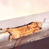 カノンのラリラリ散歩