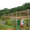 雨が上がるのを待って作業　ガクアジサイ⑩