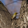 小さい緑色の鳥の名前は何？　メジロは街中で目にする身近な鳥！