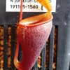 Nepenthes jamban