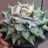 花牡丹　引き締まる