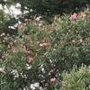夾竹桃