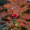 🌹薔薇と紅葉🍁