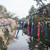 やっと行けました🌸夙川（しゅくがわ）河川敷緑地の桜【兵庫県西宮市】