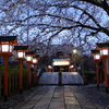 京都新聞写真コンテスト　　六孫王神社　夜明けの桜