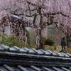 親鸞上人の桜