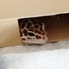 しおちゃん