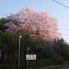 長山駅で見つけた　大きな桜