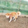 老犬ホームあん｜制限措置