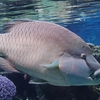 Humphead wrasse / メガネモチノウオ