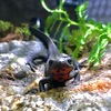 アカハライモリの生態や特徴