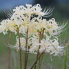 芸術の秋　超絶技巧に驚嘆