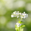 蕎麦の花は信州の秋景色