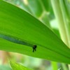 クロコノマチョウの幼虫