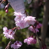 桜の京都で「写経＆精進料理体験」　法住寺