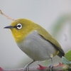 Oriental White-eye ハイバラメジロ (インドの鳥その70)