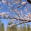 今年の桜、満開日は！