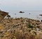 鉾島の潮だまり（福井県福井）