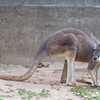 やってみよう！カンガルーの個体識別～トム～