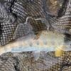 骨折後の初釣行