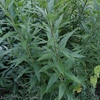 Solidago altissima　セイタカアワダチソウ