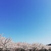 青空と桜があれば幸せ