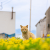 隣県西部離島のねこさん