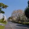 洞峰通りの桜～つくば市とその周辺の風景写真案内（１２５６） 